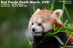 red-panda-bamboo2